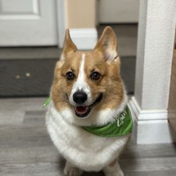 Doggy Barber Pet Grooming - Bentley after his 1st time at Doggy Barber