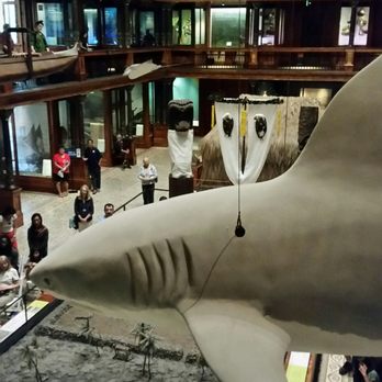 Bishop Museum - Museums Near Me - Honolulu, Hawaii