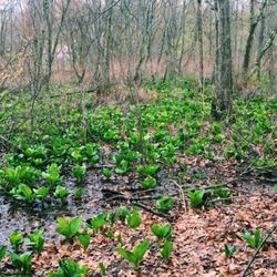 Edgewood Park