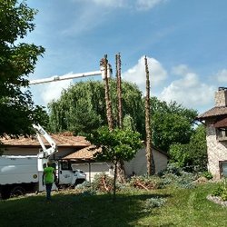 A Cut Above Tree Service