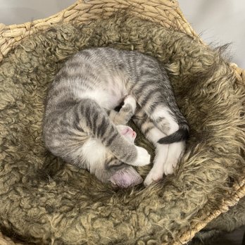 Meow Parlour - Animal Shelters Near Me - New York, New York Meow Parlour - Animal Shelters Near Me - New York, New York