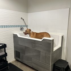 The Modern Paws - Bath