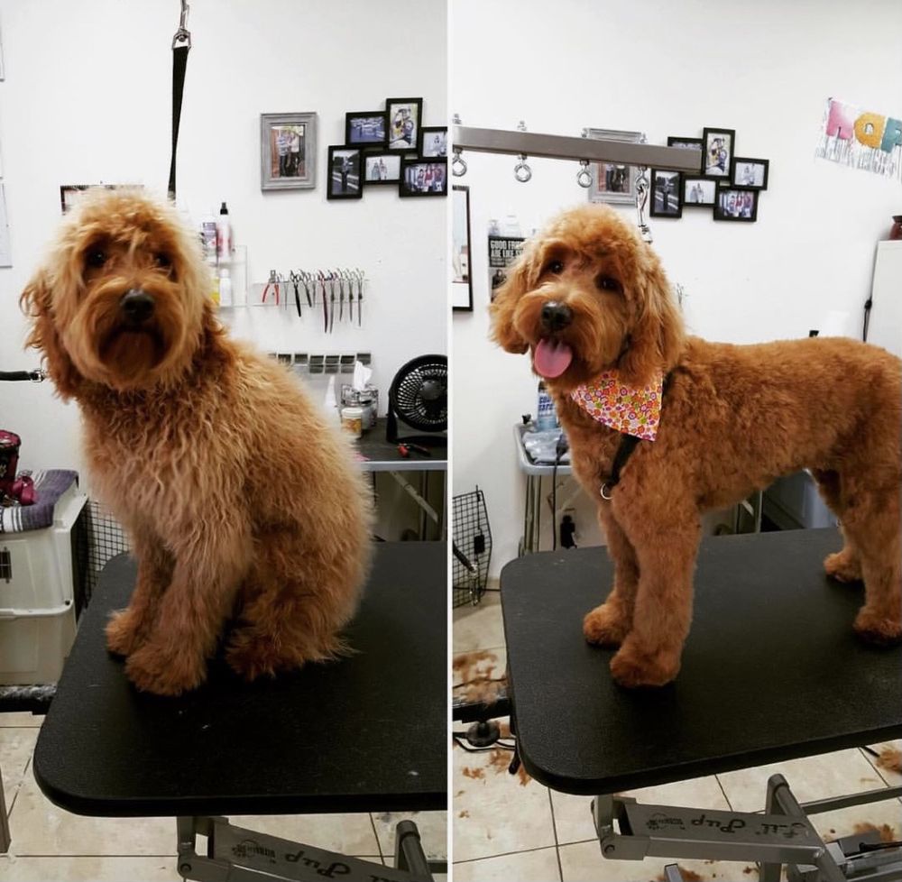 PAWFECTION PET SPA Updated March 2025 13 Photos 305 W Walnut Lawn St, Springfield