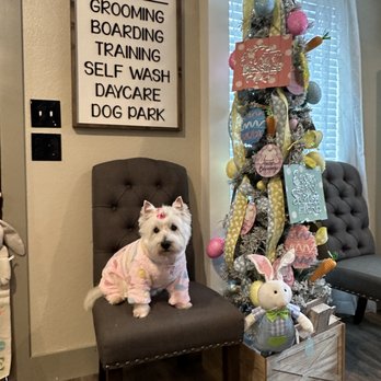 Melissa's Prestigious Pawz - Pet Training Near Me - Fort Worth, Texas Melissa's Prestigious Pawz - Pet Training Near Me - Fort Worth, Texas
