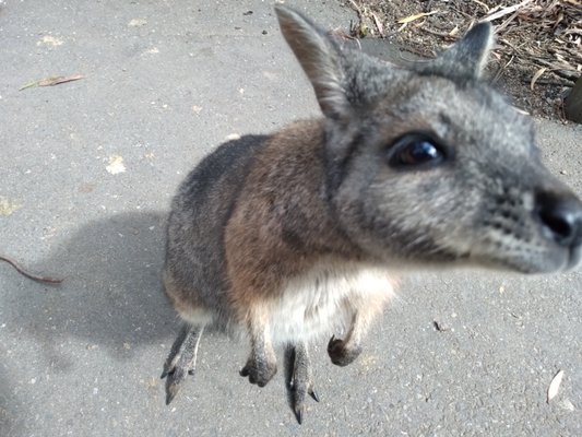 Cleland Wildlife Park by null