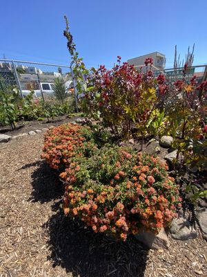 Florence Fang Community Farm by null