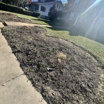 Dooema - Side view of stumps prior to removal - General Contractors Near Me - Arlington, Virginia
