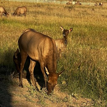 WildSide 4x4 Tours - Elk - Tours Near Me