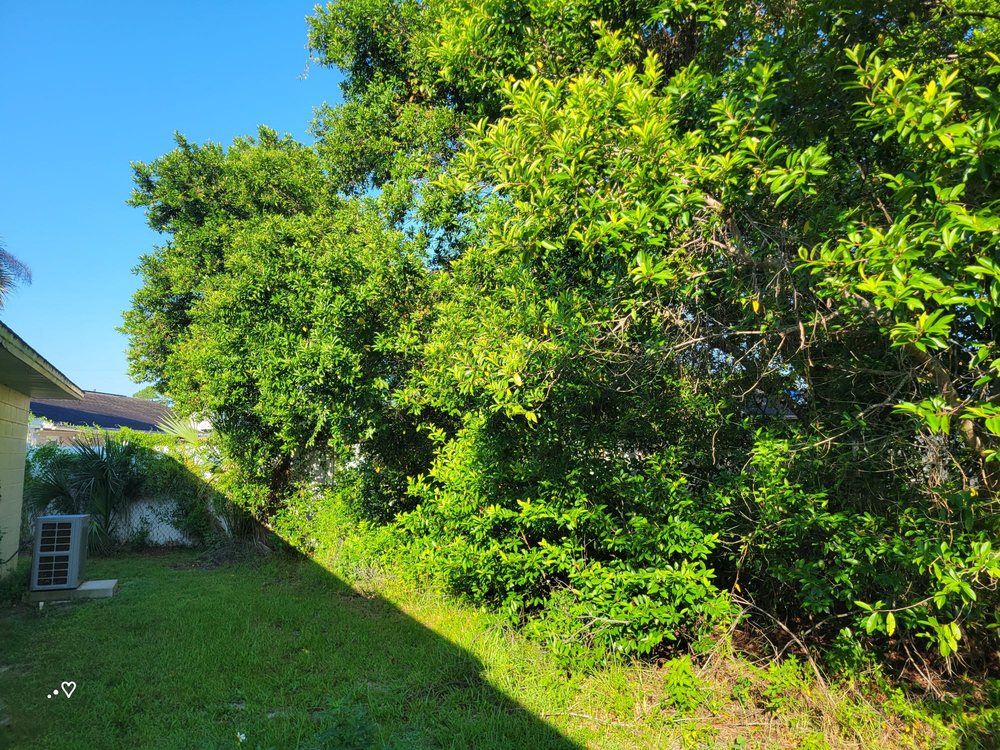 Friendly Touch Tree Service - tree service in Altamonte Springs, FL