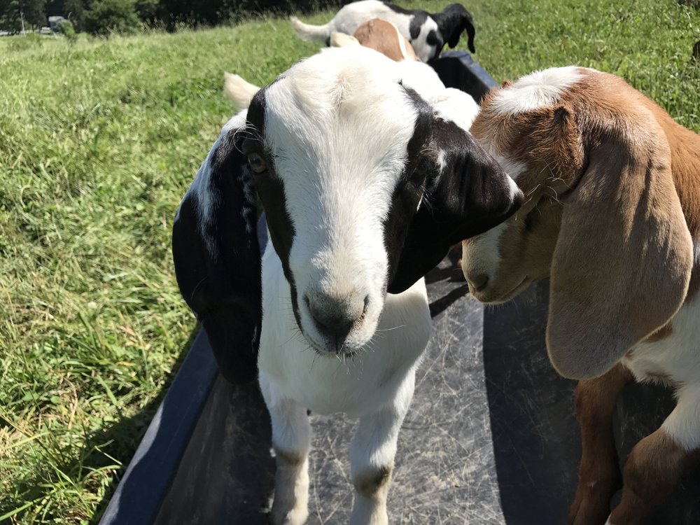 AVONDALE HILLS FARM Updated August 2024 16 Photos 229 West State