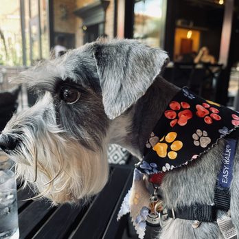 Teaspoon - Teaspoon Restaurant: My dog hanging out in the patio - Breakfast & Brunch Near Me - Tucson, Arizona