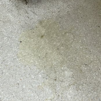 Dirk Butchko Pro Vet - Pee puddle on floor next to exam table on floor. Very unsanitary and unprofessional. - Veterinarians Near Me - Riverside, California Dirk Butchko Pro Vet - Pee puddle on floor next to exam table on floor. Very unsanitary and unprofessional. - Veterinarians Near Me - Riverside, California