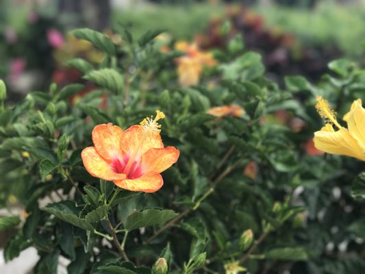 Woodley S Garden Center 10015 Two Notch Rd Columbia Sc