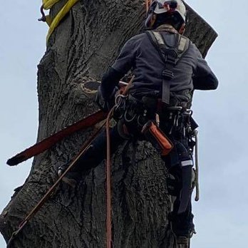 Dave's Tree Service - Tree Services Near Me Dave's Tree Service - Tree Services Near Me