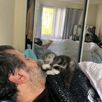 Ikitty Cats - Beautiful cuddly boy - Pet Breeders Near Me Ikitty Cats - Beautiful cuddly boy - Pet Breeders Near Me