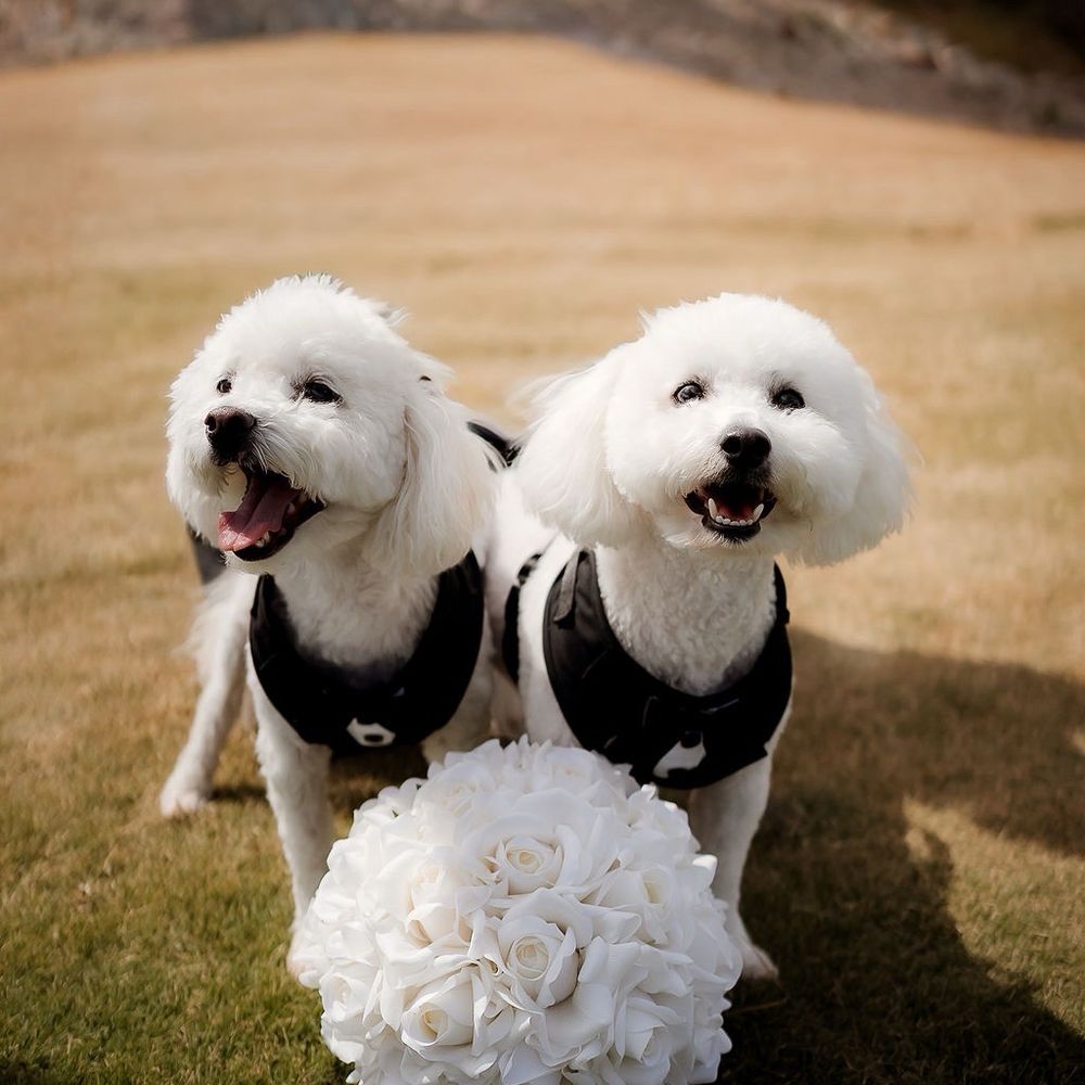 Royalty Pet Spa - Pet Groomers Near Me - Las Vegas, Nevada Royalty Pet Spa - Pet Groomers Near Me - Las Vegas, Nevada