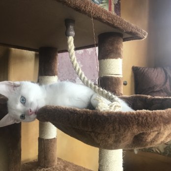 San Diego Cat bnb - Pet Boarding Near Me - San Diego, California San Diego Cat bnb - Pet Boarding Near Me - San Diego, California