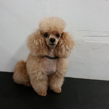 K9 Design Grooming & Boarding - Pet Groomers Near Me - Tucumcari, New Mexico K9 Design Grooming & Boarding - Pet Groomers Near Me - Tucumcari, New Mexico