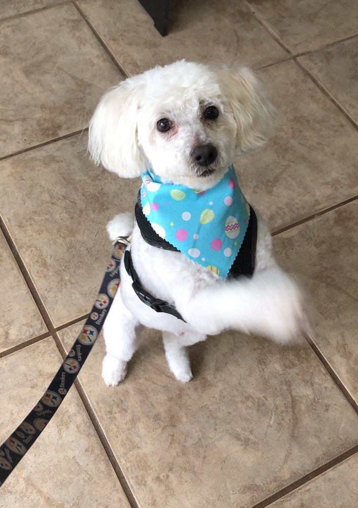 SOPHISTICATED POOCH 15 Photos Pet Groomers 1120 Raritan Rd, Clark