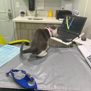 Pet Pawz-itive - I literally took a picture because I had texted my roommate an update on Princess since I had been gone so long.. - Veterinarians Near Me - Simi Valley, California
