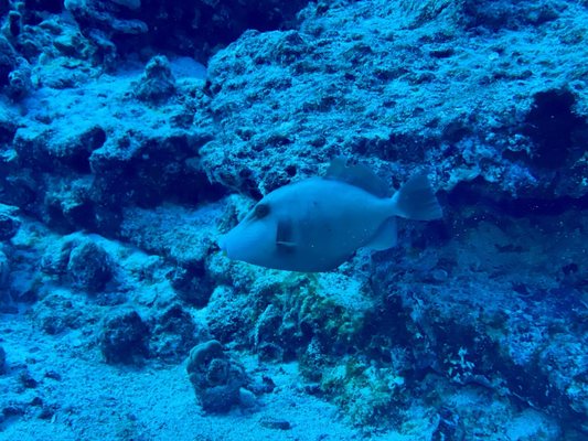 Maui Dreams Dive Co by null