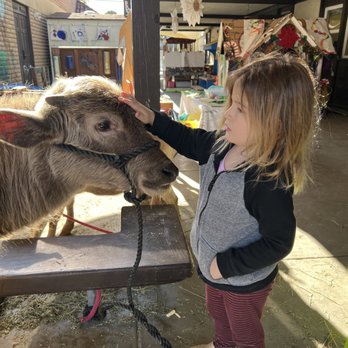 Tustin Community Preschool - petting zoo visit 1 of 2 - Preschools Near Me - Tustin, California