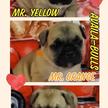 Absolute Frenchie's - Pet Breeders Near Me Absolute Frenchie's - Pet Breeders Near Me