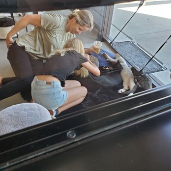 Cat & Craft - Some cats interviewing potential owners - Coffee & Tea Near Me - Vista, California Cat & Craft - Some cats interviewing potential owners - Coffee & Tea Near Me - Vista, California