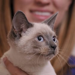 user provided Animal Hospital of San Antonio photo