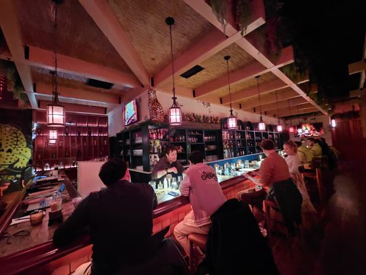 Gato Exotico by null