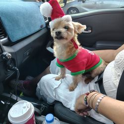 Reigning Cats & Dogs of Ocala