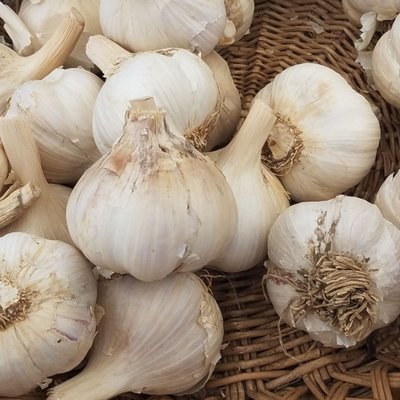 Connecticut Garlic & Harvest Festival by null