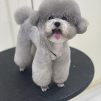 Sandy's Pet Spa - Pet Groomers Near Me - Chicago, Illinois