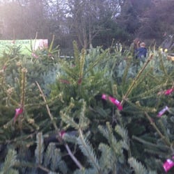 Pines and Needles - Dulwich - Trees everywhere you look