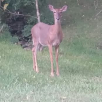 General Butler State Resort Park - Wildlife, up close and personal! - Parks Near Me - Carrollton, Kentucky General Butler State Resort Park - Wildlife, up close and personal! - Parks Near Me - Carrollton, Kentucky