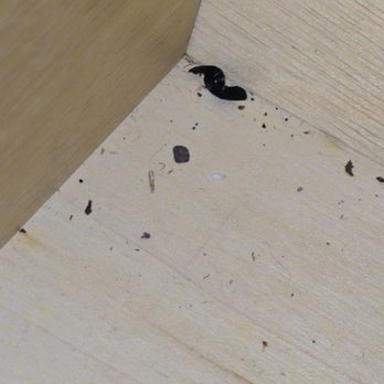 Hotel Saddleback - Rat feces - Hotels Near Me - Norwalk, California