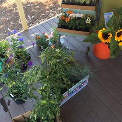 Growing Grounds Farm - Flowers