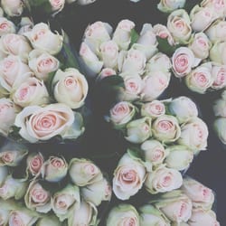 Kultorvets Blomster - De fineste roser