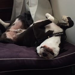 Karmak9 Dog Massage