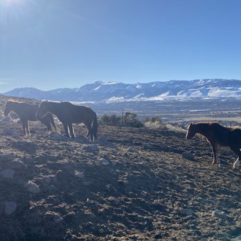Harvest at Damonte Ranch - Wild Horses on the Virginia Range a few clicks from Harvest Damonte Ranch - by MdA - Apartments Near Me - Reno, Nevada Harvest at Damonte Ranch - Wild Horses on the Virginia Range a few clicks from Harvest Damonte Ranch - by MdA - Apartments Near Me - Reno, Nevada