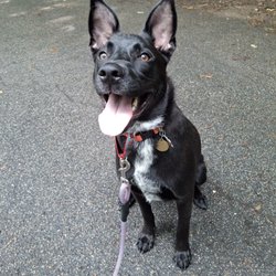 Happy Paws Training