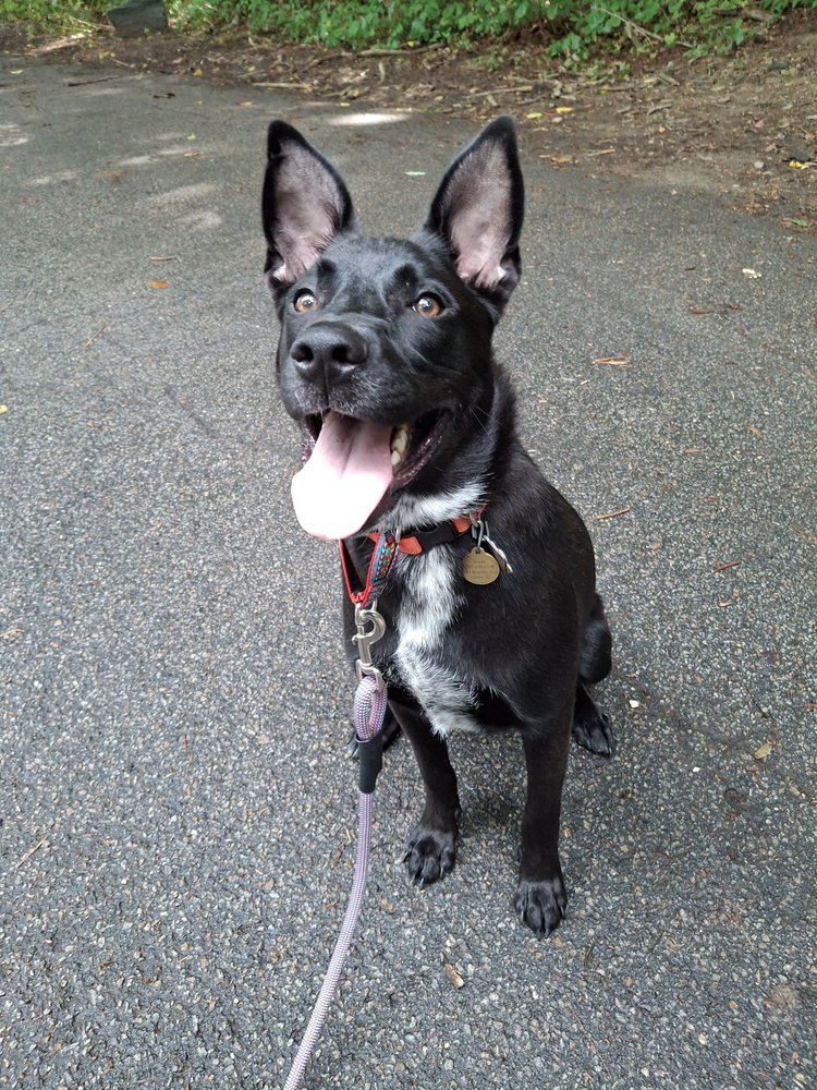 Happy Paws Training Image