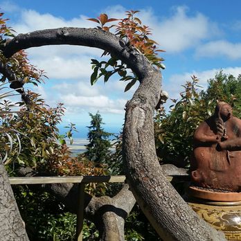 Ali'i Kula Lavender - an interestin tree with a sculpture - Tours Near Me - Kula, Hawaii