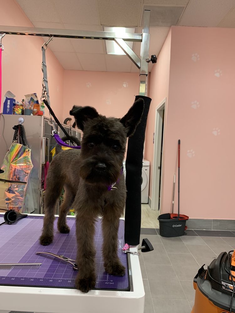 PUPPY LAND GROOMING & SERVICE 91 Photos 2883 E Colorado Blvd