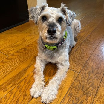 Cosmic Canine - Teddy! - Pet Training Near Me - Plano, Texas