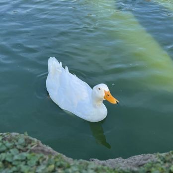 Almansor Park - Parks Near Me - Alhambra, California