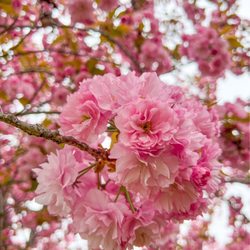 Hains Point - Kwanzan cherry blossoms