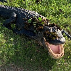 Cameron Prarie National Wildlife Refuge - Alligator