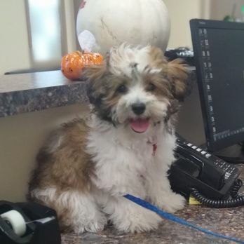 Lower Columbia Veterinary Clinic - Veterinarians Near Me - Longview, Washington Lower Columbia Veterinary Clinic - Veterinarians Near Me - Longview, Washington