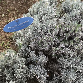 Ali'i Kula Lavender - Tours Near Me - Kula, Hawaii Ali'i Kula Lavender - Tours Near Me - Kula, Hawaii